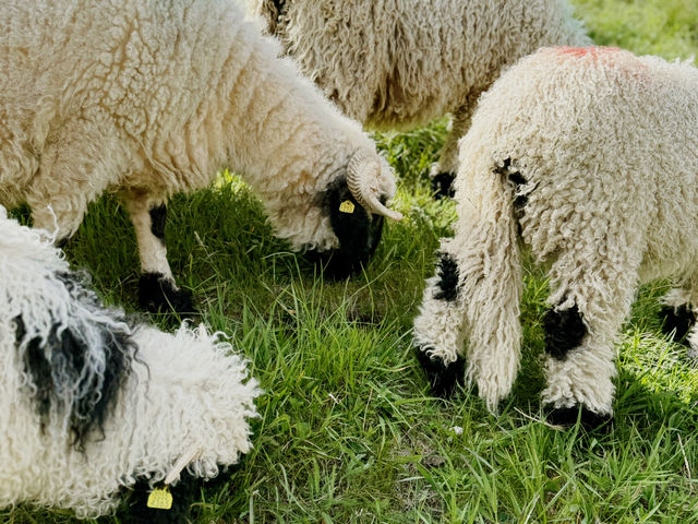 Zermatt Blacknose Sheep – The Cutest Locals in the Alps