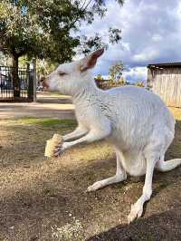 ออสเตรเลีย🇦🇺