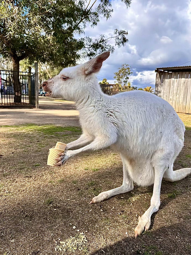 ออสเตรเลีย🇦🇺