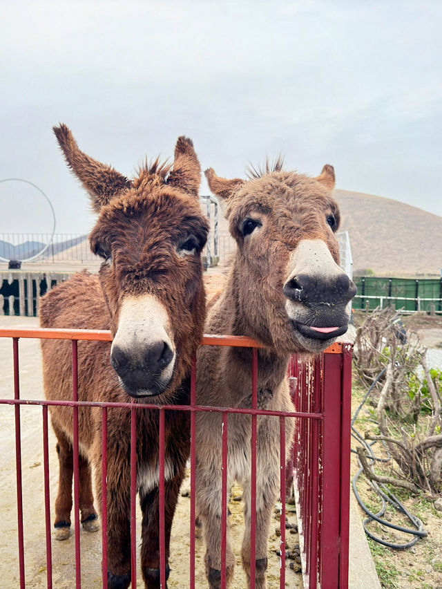 🐴 초원 위의 작은 친구들, 제주 새별프렌즈 방문기 