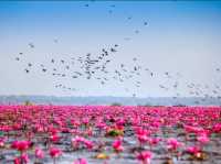 朝日に染まる赤い睡蓮の海に心奪われる🌸✨ #タレーブアデーン #ウドンターニーの奇跡 #タイ絶景