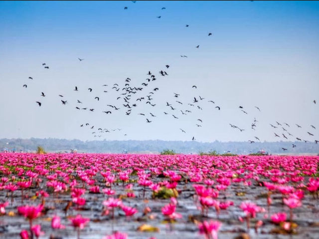 朝日に染まる赤い睡蓮の海に心奪われる🌸✨ #タレーブアデーン #ウドンターニーの奇跡 #タイ絶景