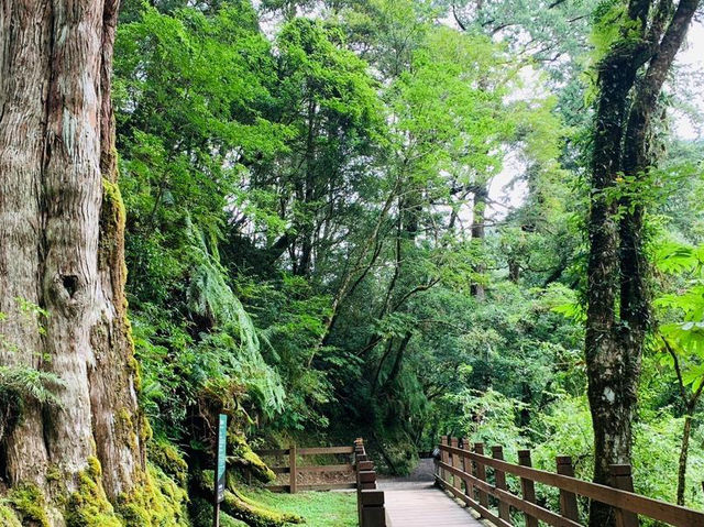森林遊樂園區系列 PART8️⃣
