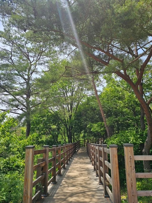 Yeongwol Is Nature Therapy
