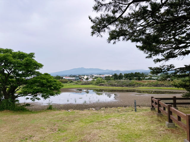 🌲 천연기념물 수산리 ‘곰솔‘