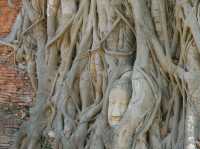 🙏 : Wat Mahathat วัดมหาธาตุ เที่ยวอยุธยา