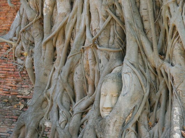 🙏 : Wat Mahathat วัดมหาธาตุ เที่ยวอยุธยา