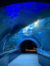 新潟市にある「マリンピア日本海」は、日本海側最大級の水族館