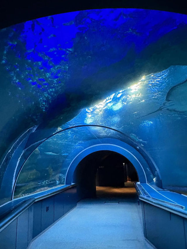 新潟市にある「マリンピア日本海」は、日本海側最大級の水族館
