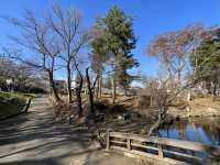 🏞️ Strolling Through History – Morioka Castle Site Park (Iwate Park)