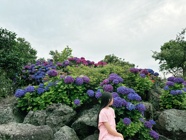 🤩 제주도 수국 스팟