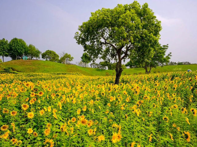 台中后里環保公園賞向日葵