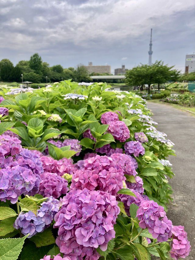 繡球花@舊中川水邊公園