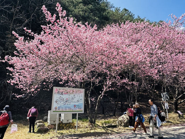 武陵農場賞櫻