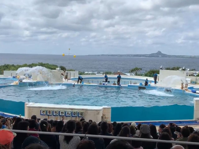 🐠 Dive into Wonder at Okinawa Churaumi Aquarium