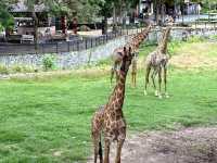 Attractions to visit in Khao Kheow Open Zoo