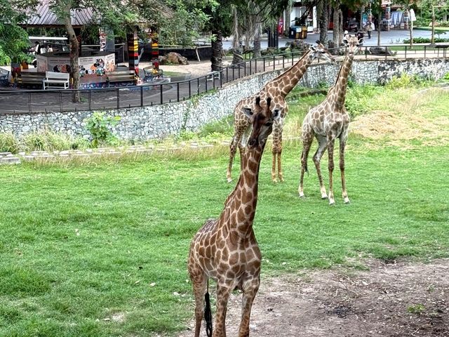 Attractions to visit in Khao Kheow Open Zoo