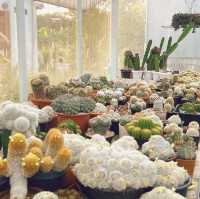 สวนไม้บ้านทุ่ง Cafe’ & Cactus Garden