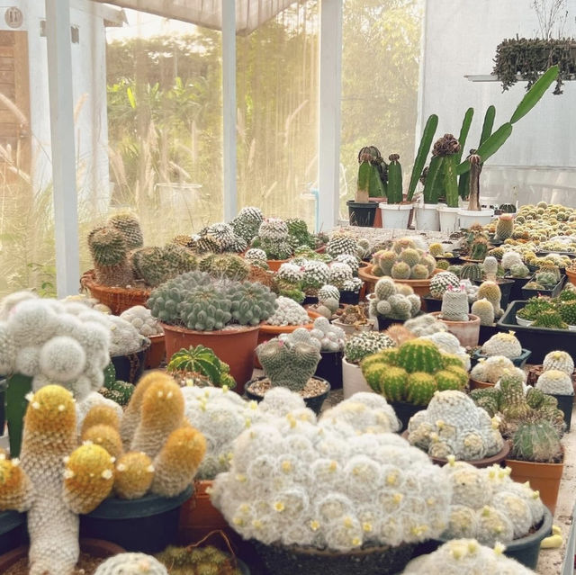 สวนไม้บ้านทุ่ง Cafe’ & Cactus Garden