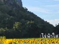 ทุ่งทานตะวัน  ลพบุรี