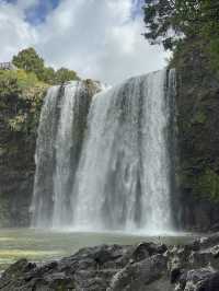 紐西蘭旅遊景點—💦 Whangārei Falls｜北島最優雅的瀑布散步路線
