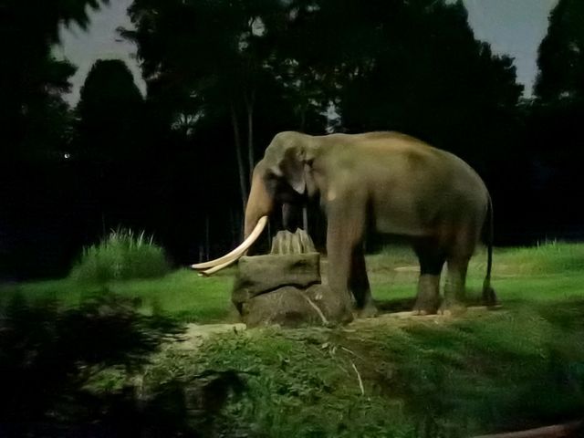 Mandai - Vương Quốc Các Loài Thú