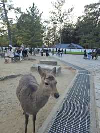 Nara Day trip ✨ Big buddha & bowing deer 🦌🫶🏻
