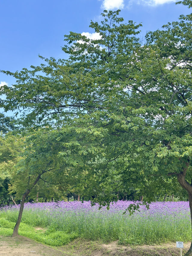 경주에 이런 곳이? 요즘뜨는 천년숲정원💜