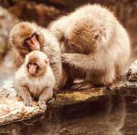 ❄️ Solo Adventure: Jigokudani Monkey Park – Where Snow Monkeys Soak in Hot Springs