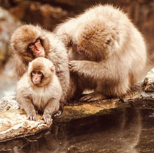 ❄️ Solo Adventure: Jigokudani Monkey Park – Where Snow Monkeys Soak in Hot Springs