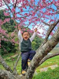 ซากุระเมืองไทย ดอยอ่างขาง จ.เชียงใหม่