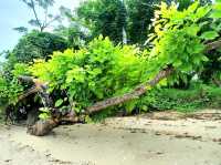 Canigao Calm: A Simple Island Escape