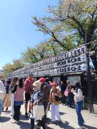 “From Giant Lanterns to Tiny Dolls: A Soulful Stroll Through Asakusa