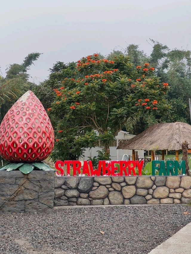 🦚 The Blooming Majesty: Bali’s Giant Peacock in Full Flower