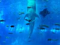黑潮水槽震撼人心的海洋體驗/沖繩美麗海水族館