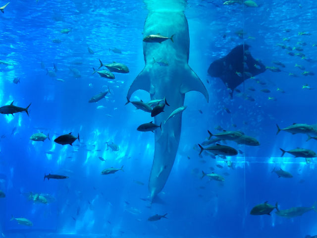 黑潮水槽震撼人心的海洋體驗/沖繩美麗海水族館