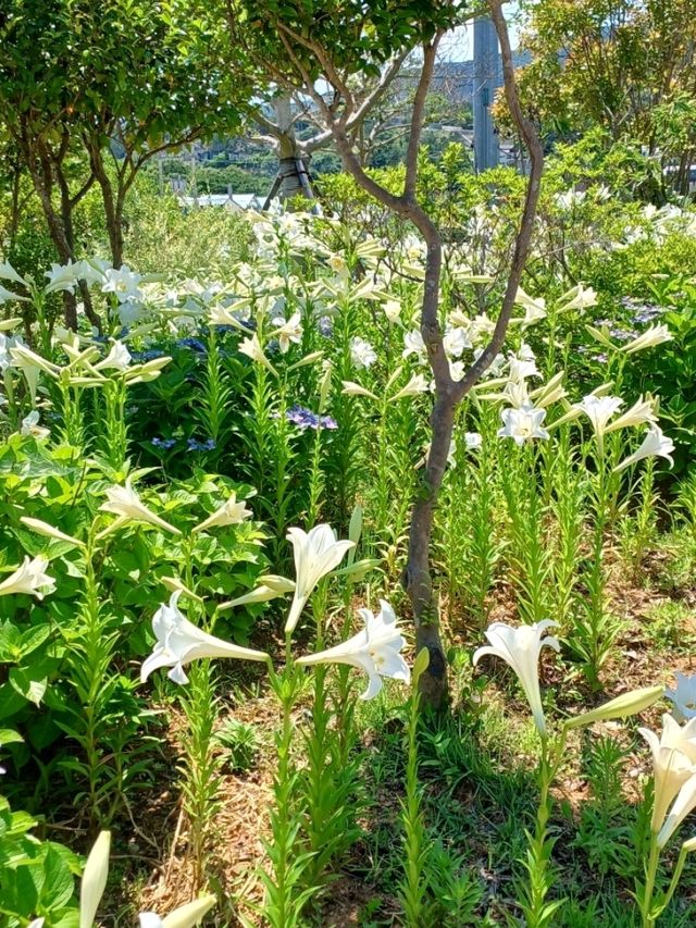 열대 정글 속, 고요한 탐험