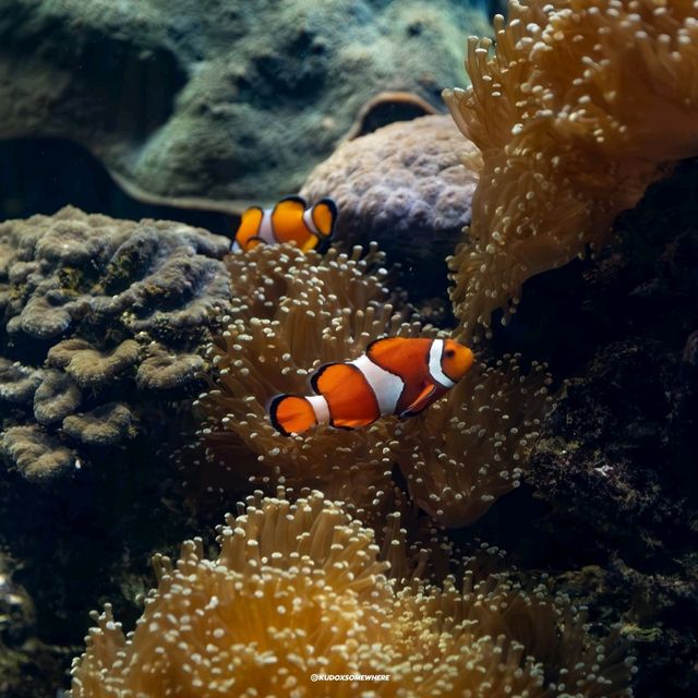 bangsaen Aquarium 