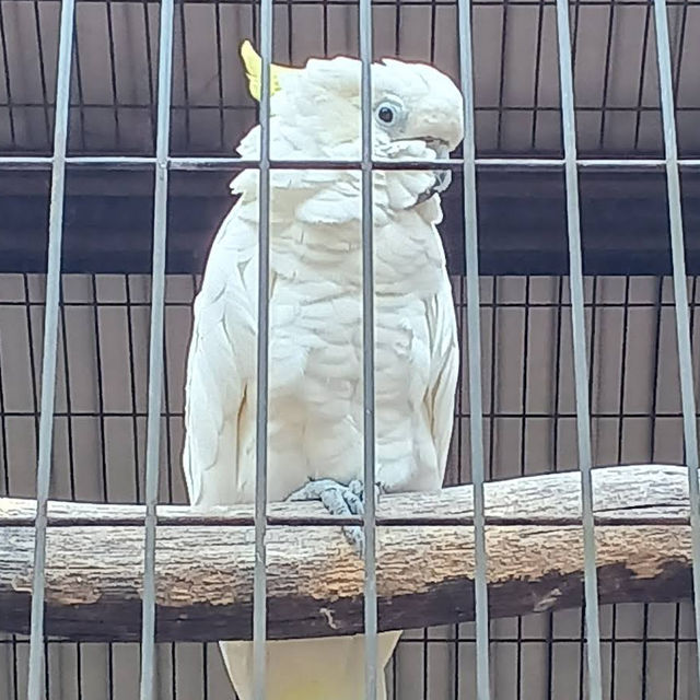 【埼玉/大宮🇯🇵】本当に無料でいいんですか…？！大宮公園小動物園