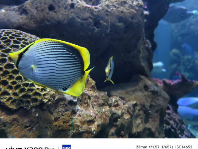 多年後舊地重遊與白鯨邂逅海生館 多年後舊地重遊與白鯨邂逅海生館