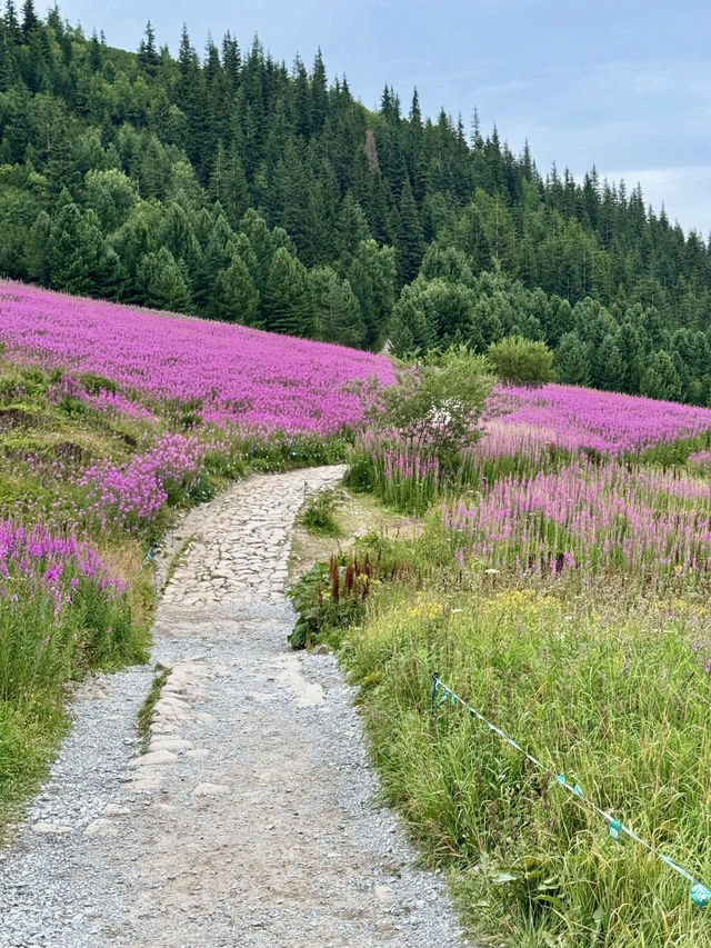 Pink Meadows & Cloud-Kissed Peaks: Zakopane’s Quiet Spell 