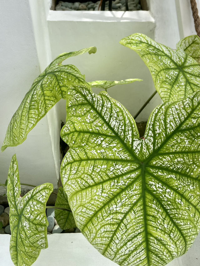 Island Oasis: Unwinding at Seaesta Komodo