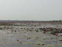 🌸 Travel Blog: Red Lotus Sea (Talay Bua Daeng), Udon Thani 🌸