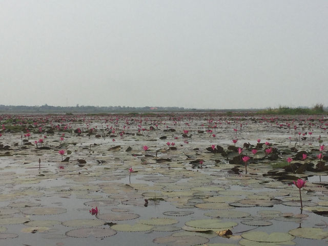 🌸 Travel Blog: Red Lotus Sea (Talay Bua Daeng), Udon Thani 🌸