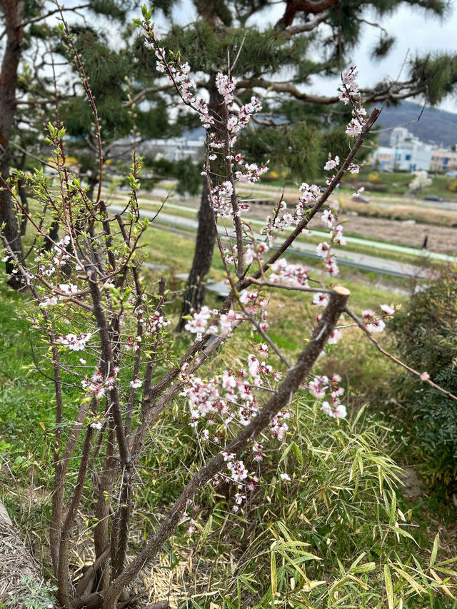 🇰🇷清州✈️無心川櫻花路무심천벚꽃길🌸