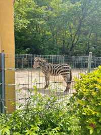 【韓国🇰🇷光州/動物園🦓】 우치공원동물원 全て無料でこのクオリティ‼️😳