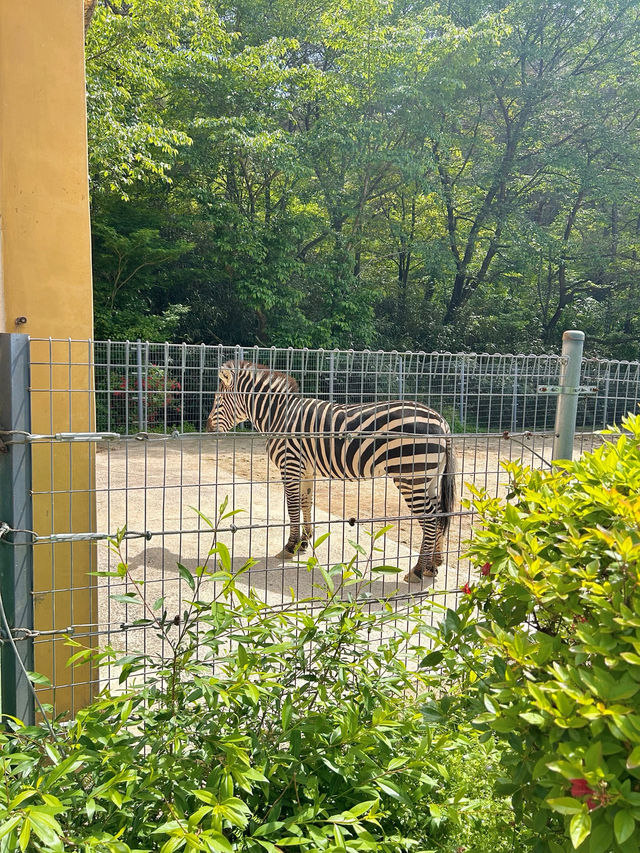 【韓国🇰🇷光州/動物園🦓】 우치공원동물원 全て無料でこのクオリティ‼️😳