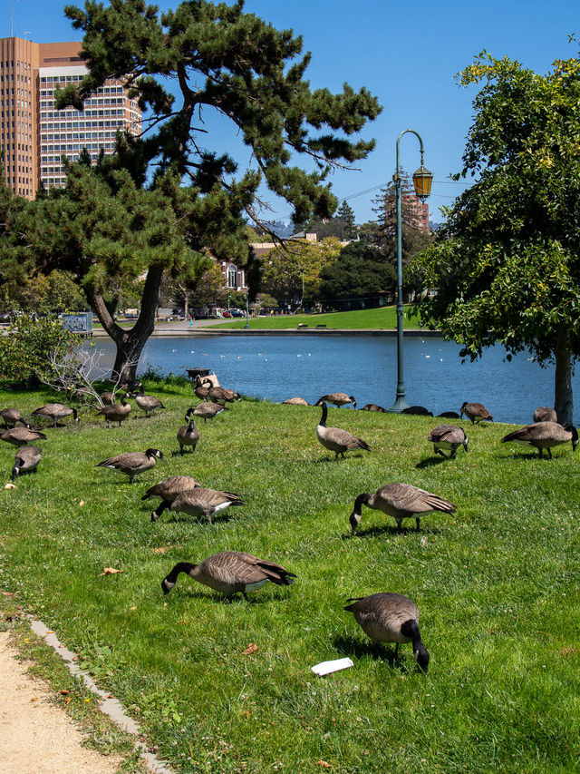 オークランド オークランド