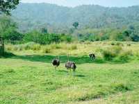 สวนสัตว์ Alpaca Hill