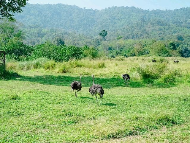 สวนสัตว์ Alpaca Hill